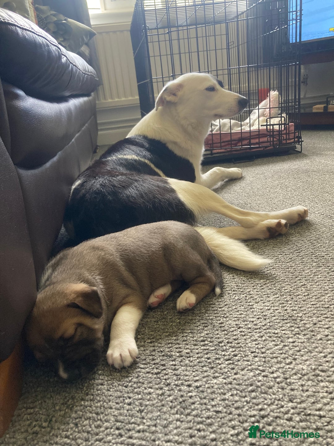 Mixed Breed dogs for sale: Collie Doberman staff cross - Image 1