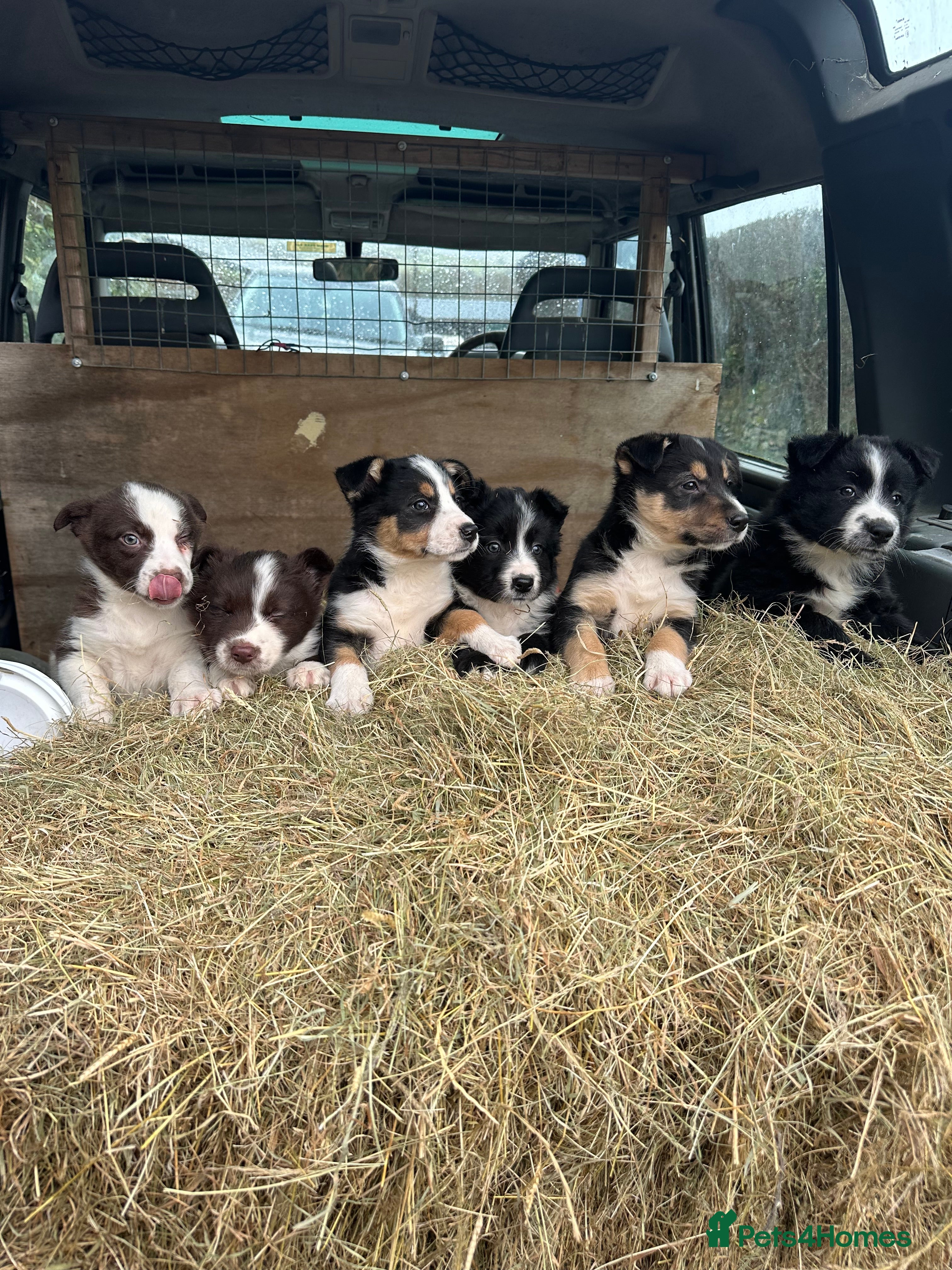 Border Collie dogs For sale 6 beautiful border collies puppies  - Advert 1