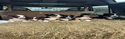 Border Collie dogs for sale: For sale 6 beautiful border collies puppies  - Advert 1