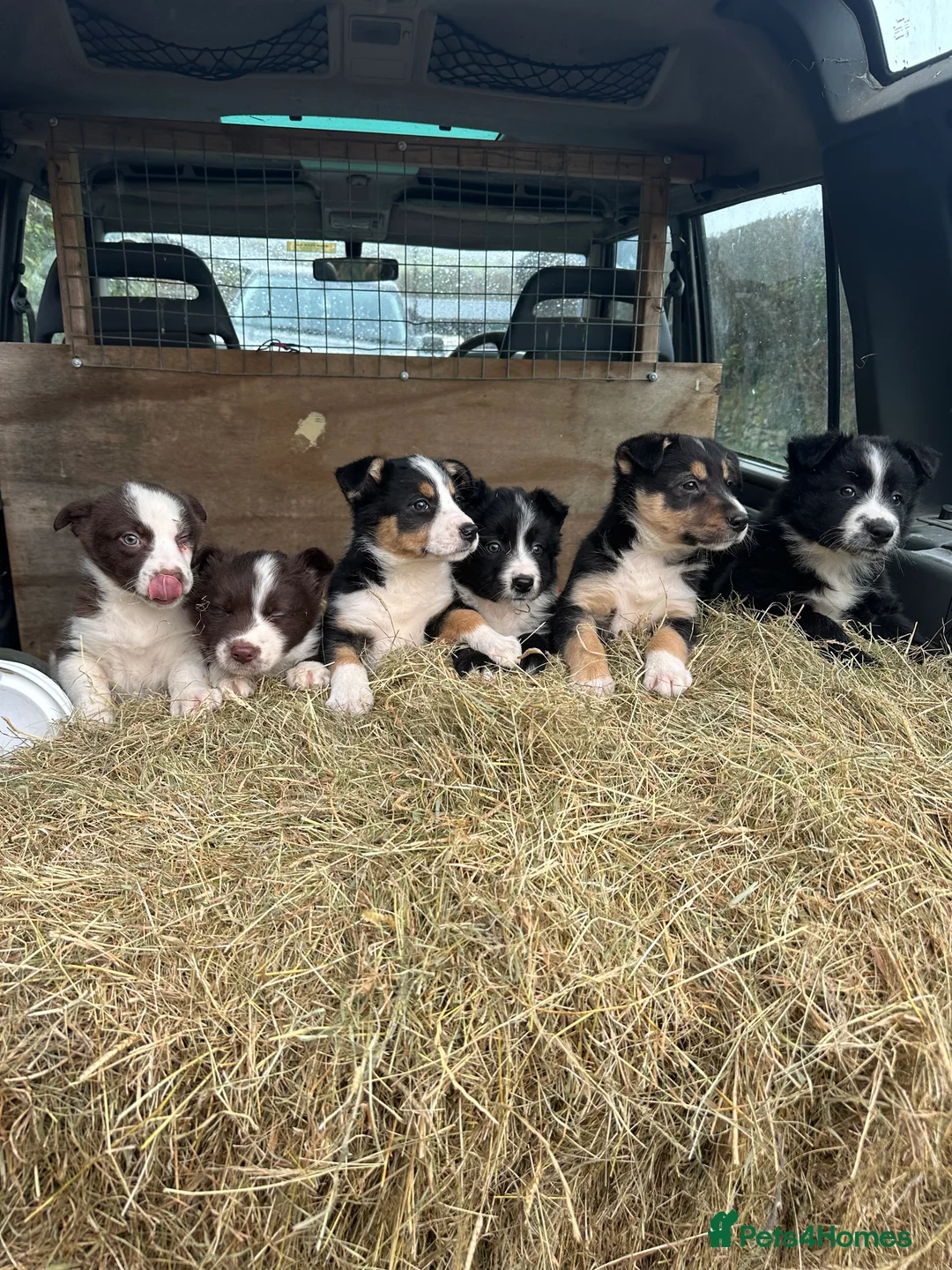 Border Collie dogs for sale: For sale 6 beautiful border collies puppies  - Advert 1