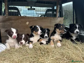 Border Collie dogs For sale 6 beautiful border collies puppies - Advert 1