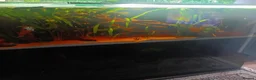 Other/Mixed Breed fish for sale: Very large fish tank with all equipment  - Advert 8