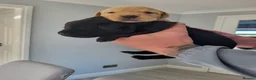 Labrador Retriever dogs for sale: Labrador puppies  - Advert 9