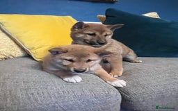Japanese Shiba Inu dogs for sale: K.C reg Red Japanese Shiba Inu Puppies - Image 8
