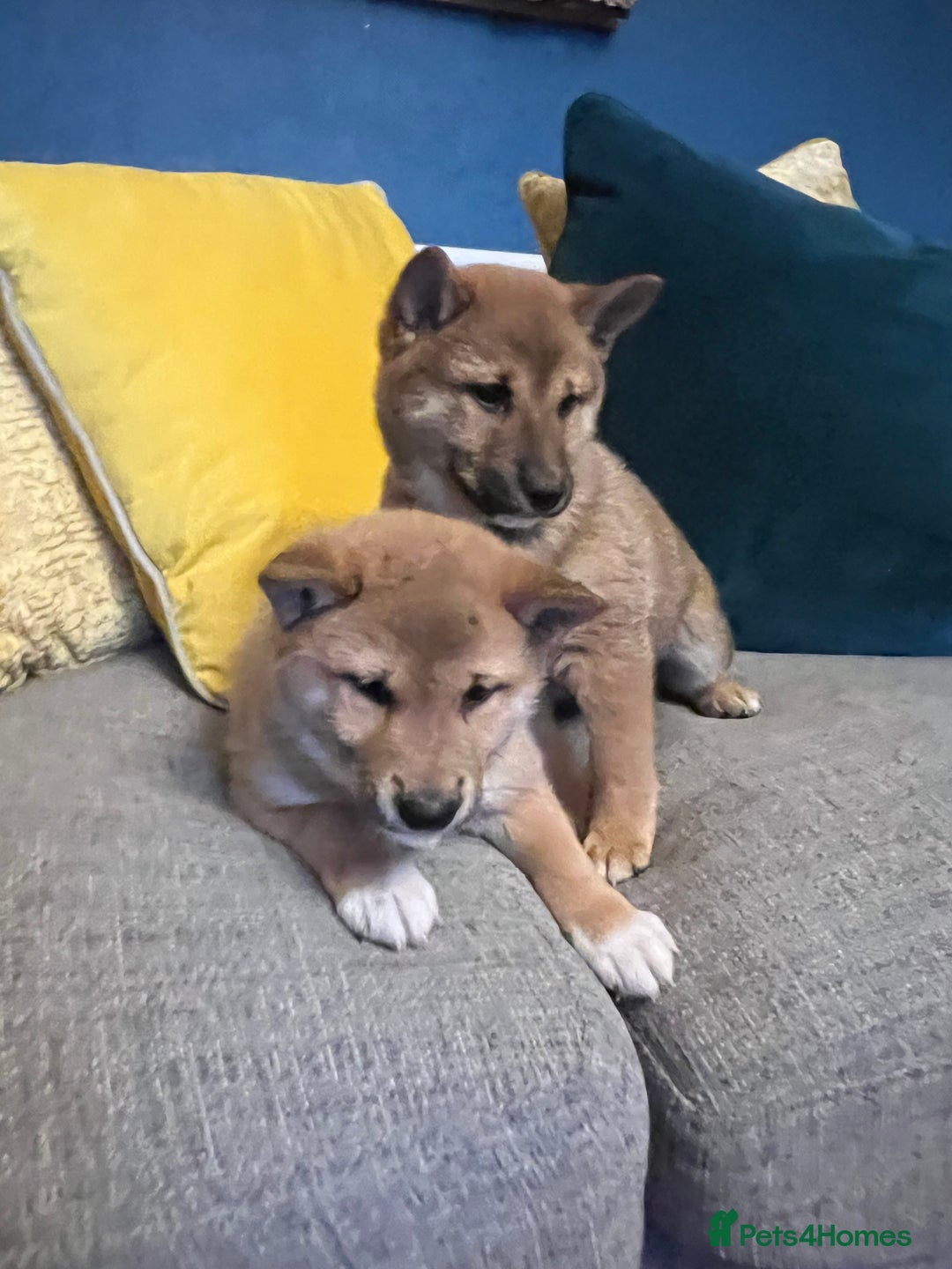 Japanese Shiba Inu dogs for sale: K.C reg Red Japanese Shiba Inu Puppies - Image 8
