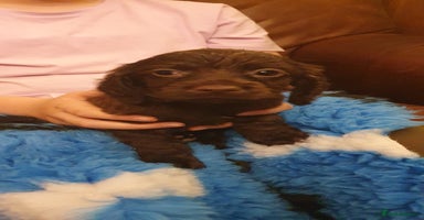 Cocker Spaniel dogs READY FRIDAY Working Cocker Spaniel Pups - Advert 2