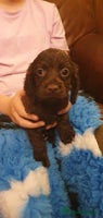Cocker Spaniel dogs READY FRIDAY Working Cocker Spaniel Pups - Advert 5