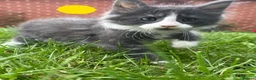Maine Coon cats for sale: Pure Maine Coon kittens - Advert 22