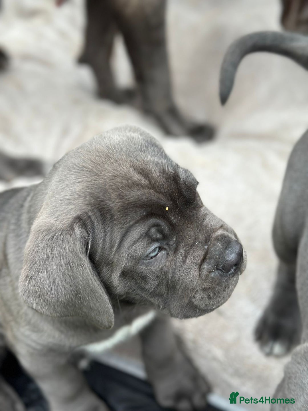 Cane Corso dogs for sale:  Pure breed Cane Corso  Puppies Looking for Homes  - Image 25