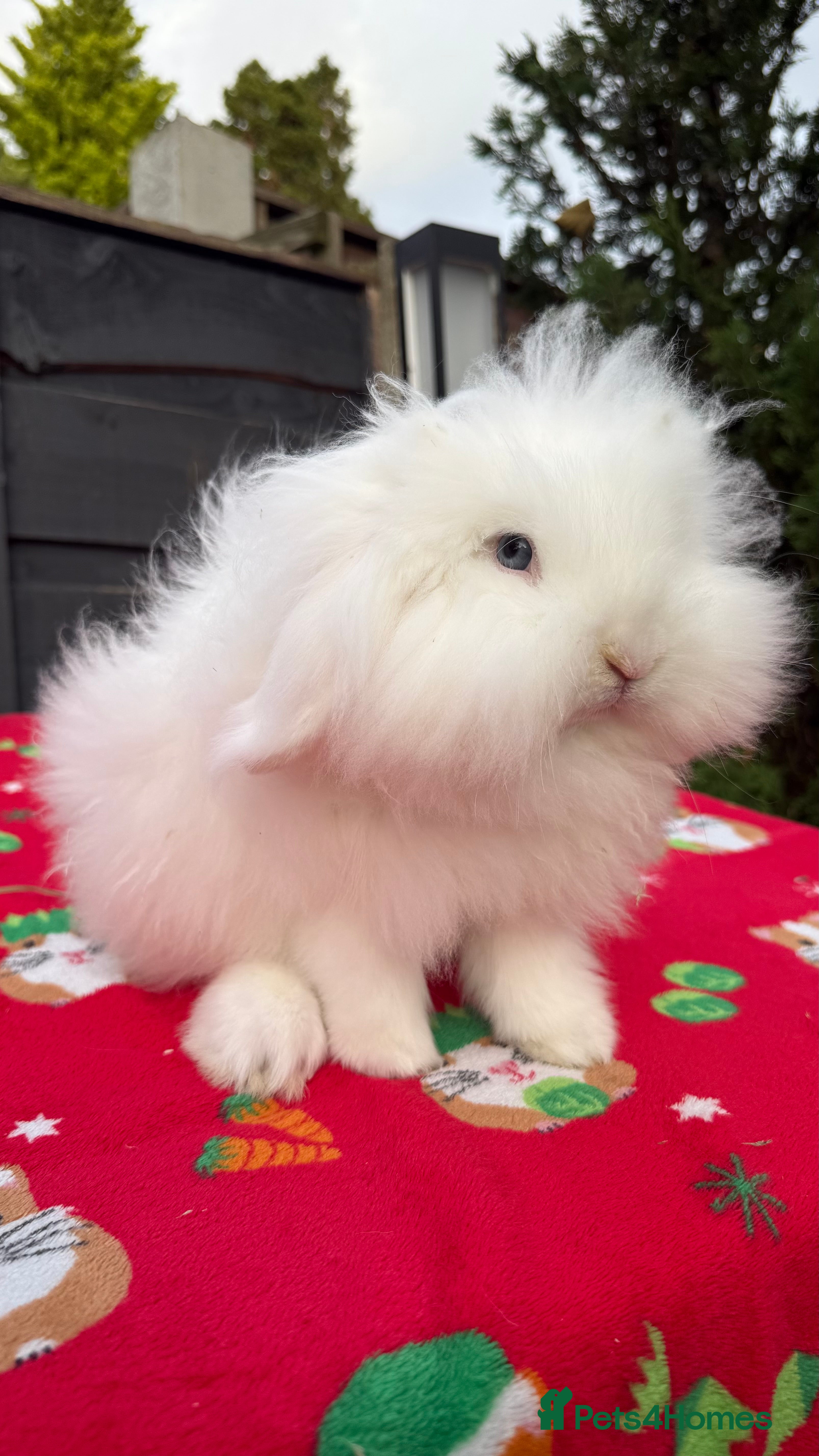 Mini Lion Lop rabbits Beautiful Blue Eyed White Boy - Advert 7