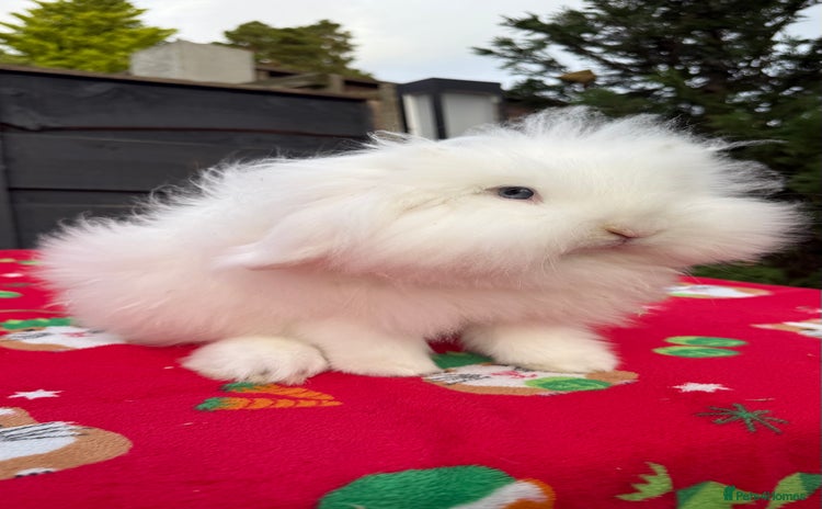 Mini Lion Lop rabbits - Advert 4