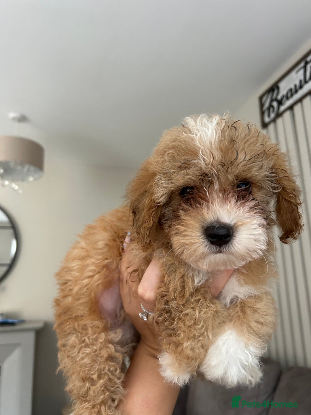 Poochon dogs for sale: Poochon  - Image 3