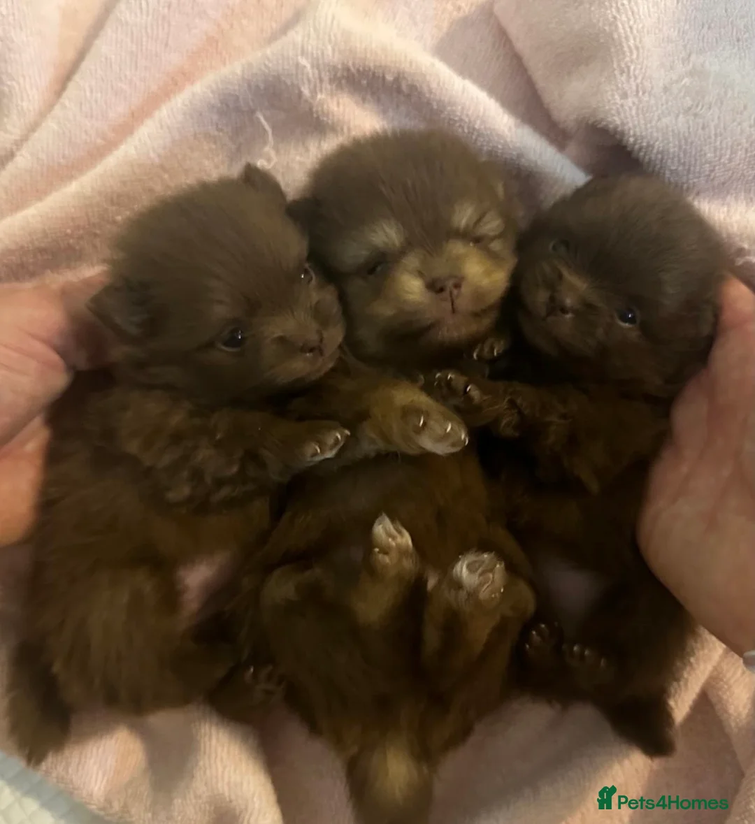 Pomeranian dogs for sale: Chocolate Pomeranian teddy bears 🤎🤎🤎🤎 in London - Advert 1