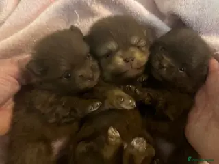 Pomeranian dogs Chocolate Pomeranian teddy bears 🤎🤎🤎🤎 - Advert 16