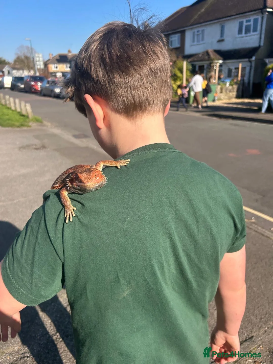 Bearded Dragon reptiles for sale: Stunning red bearded dragon with enclosure - Advert 9