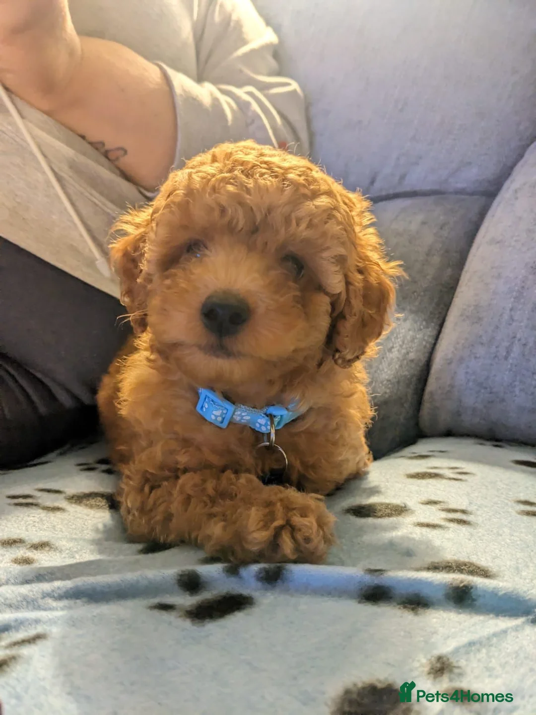 Toy Poodle dogs for stud: *KC Reg'd Toy Poodle Stud Dog*DNA Tested Clear* in Leyland - Advert 17