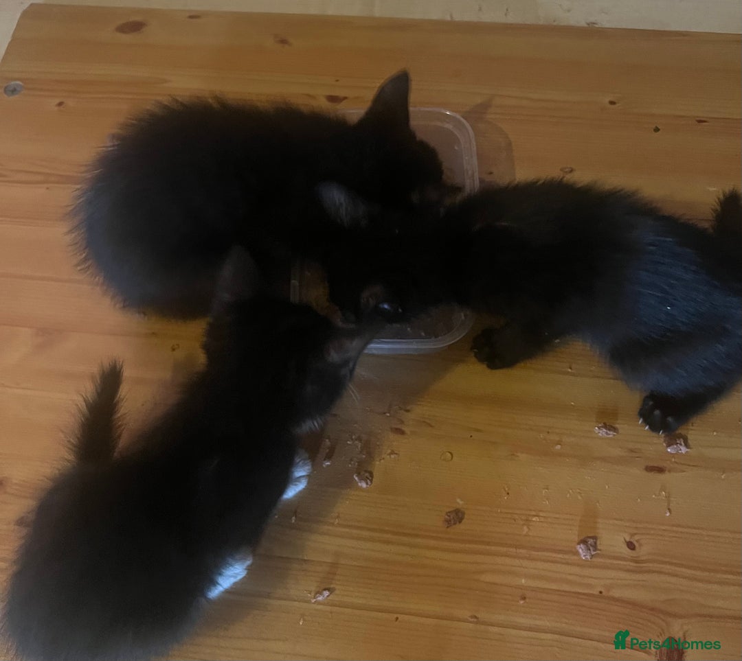 Mixed Breed cats for sale: Beautiful kittens  - Image 22