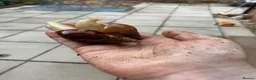 Snails invertebrates for sale: Mixed  in Wellington - Advert 5