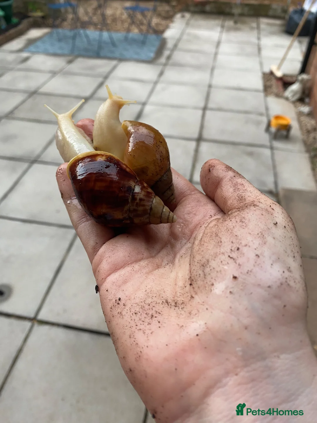 Snails invertebrates for sale: Mixed  in Wellington - Advert 5