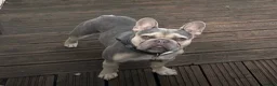 French Bulldog dogs for sale: Beautiful KC registered french bulldogs  - Advert 4