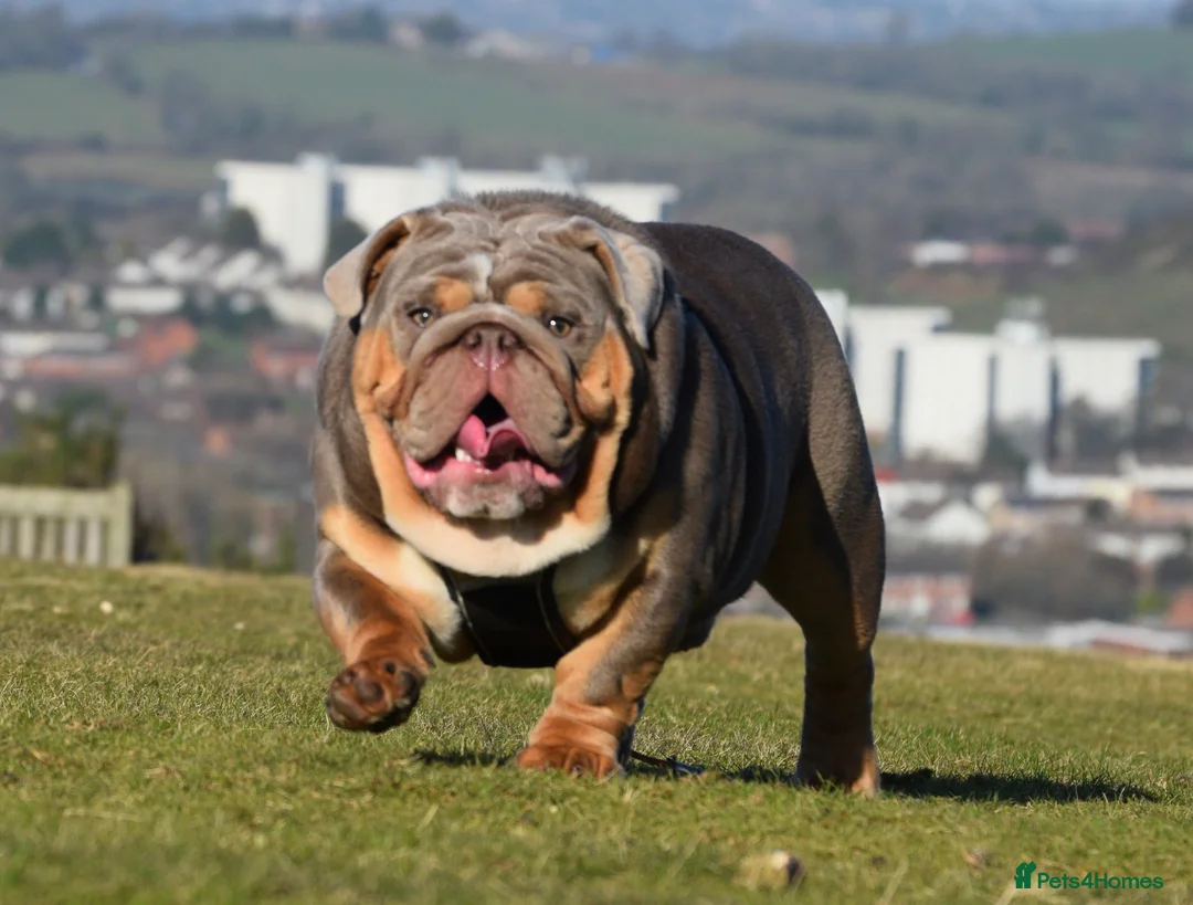 English Bulldog dogs for stud: TYSON OPEN FOR STUD in Birmingham - Advert 9