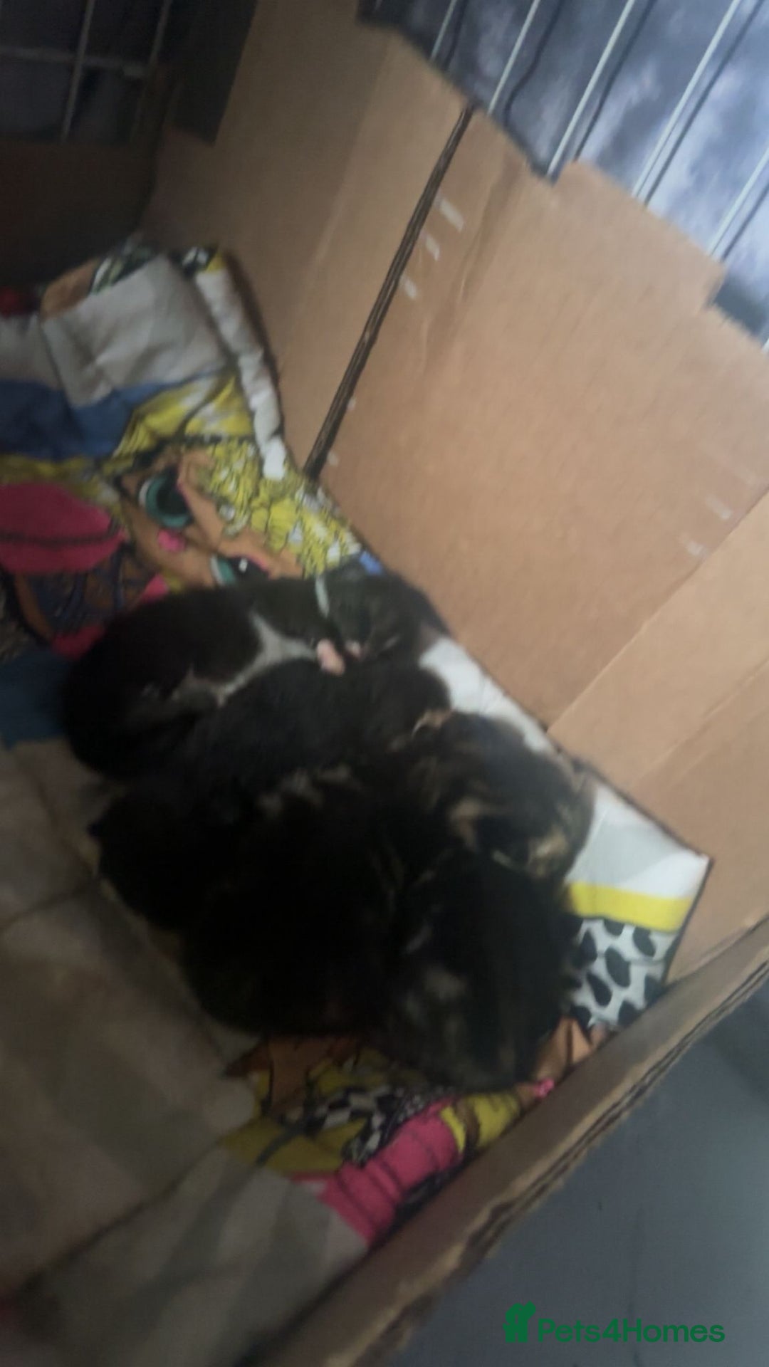 Mixed Breed cats for sale: 4 beautiful kittens - Advert 8