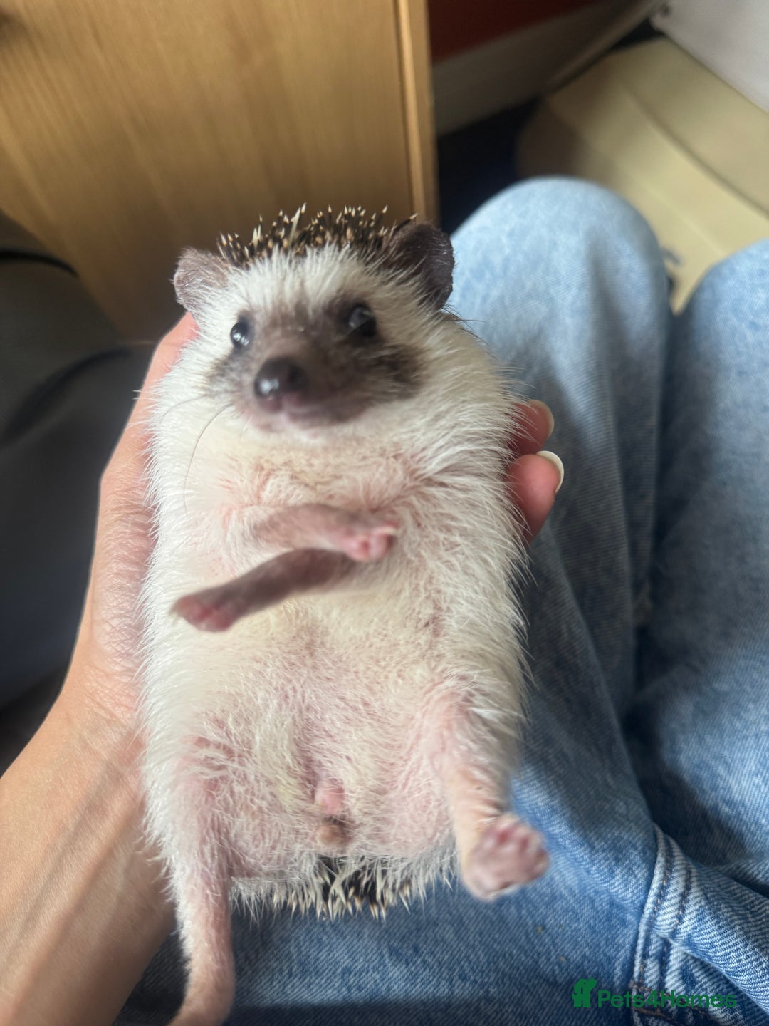 Pygmy Hedgehog rodents for sale: Female African Pygmy Hedgehog – all included - Image 4