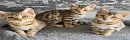 Bengal cats for sale: Just 1 girl left... Ready from END of April - Advert 8