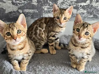 Bengal cats Just 3 girls left for reservation! - Advert 3