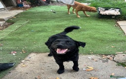Mixed Breed dogs for sale: Elegant Espresso ☕ - Image 7