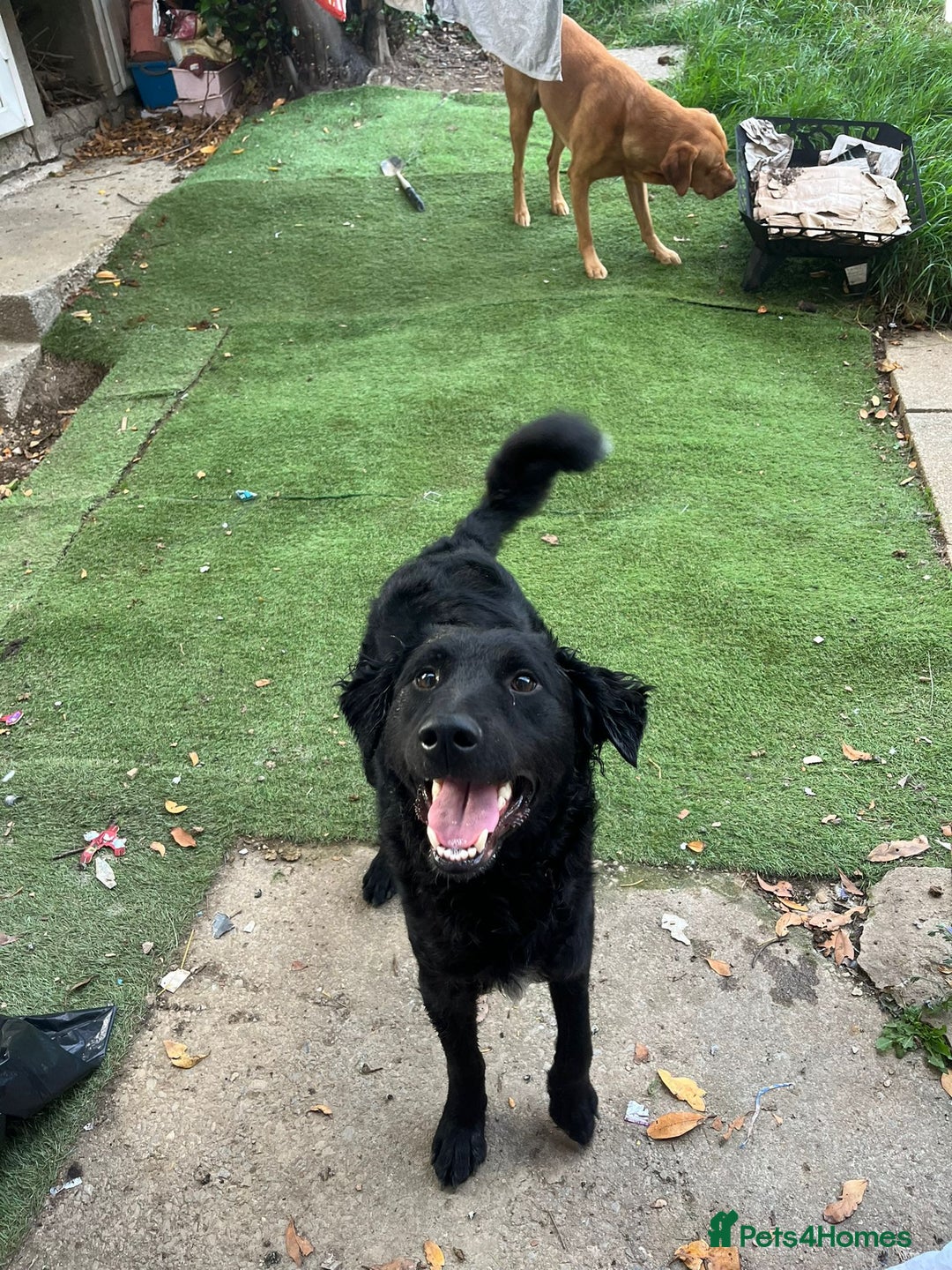 Mixed Breed dogs for sale: Elegant Espresso ☕ - Image 7