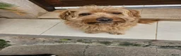 Mixed Breed dogs for adoption: 🥺 teddy needs help 💔❤️ - Advert 4