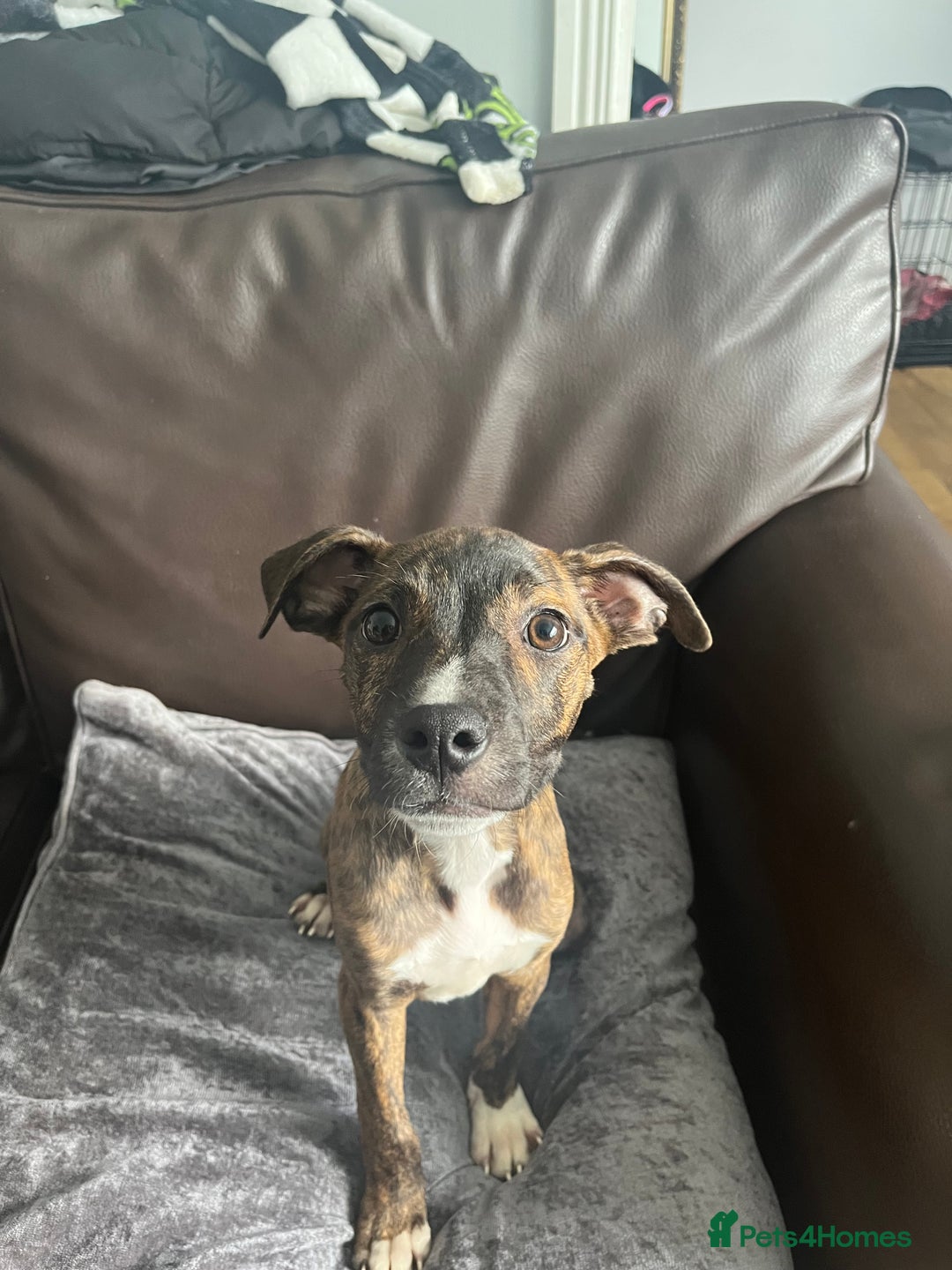 Mixed Breed dogs for sale: Staffy pups - Advert 8
