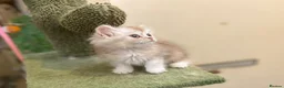 Munchkin cats for sale: Full Pedigree Munchkin Kittens - Advert 30