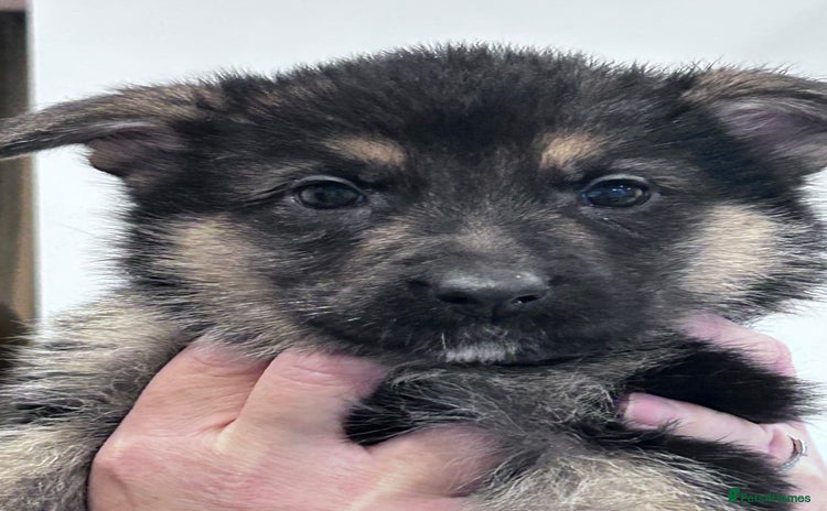 German Shepherd dogs German shepherd pups  - Advert 12