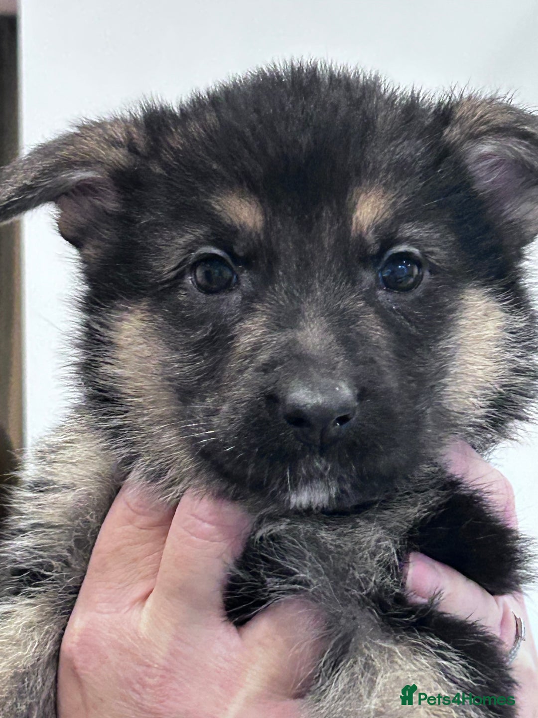 German Shepherd dogs for sale: German shepherd READY TO LEAVE - Advert 6