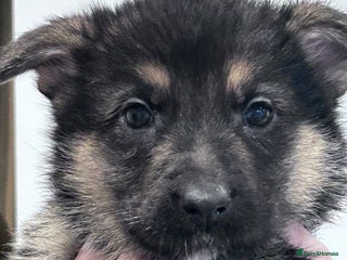 German Shepherd dogs German shepherd pups READY TO LEAVE - Advert 11