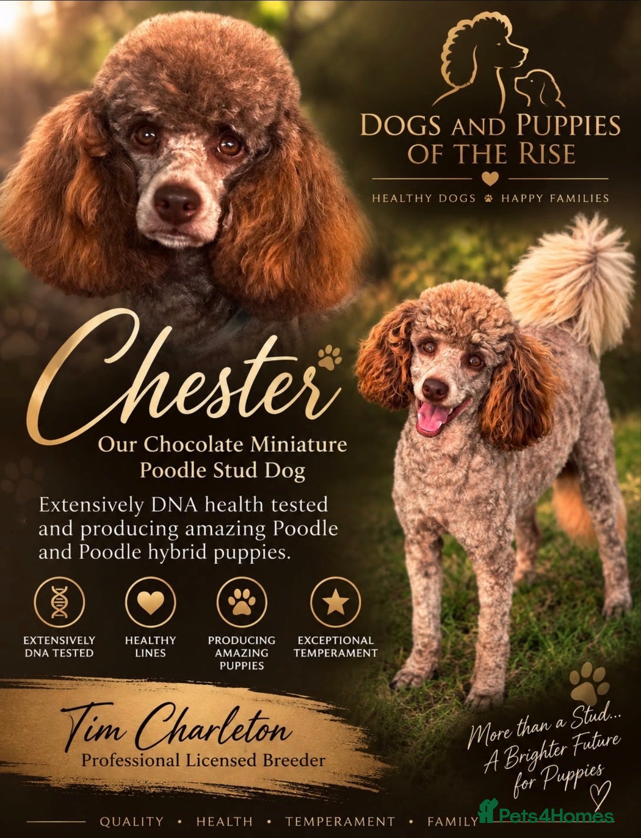 Miniature Poodle dogs 💙 Stunning Chocolate Phantom Boy 💙 - Advert 2