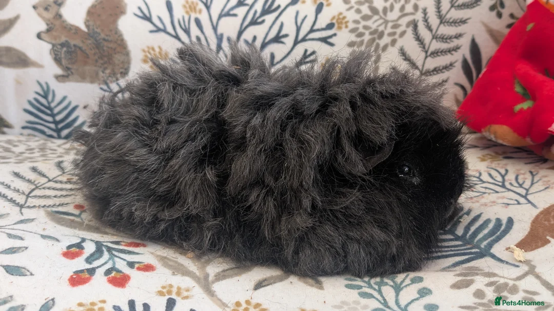 Guinea Pig rodents for sale: Purebred Longhair brothers - Advert 3