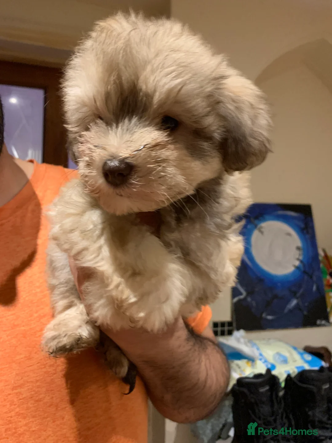 Miniature Schnauzer dogs for sale: Stunning Rare Parti-colour Miniature Schnauzer’s - Advert 6