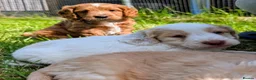 Cockapoo dogs for sale: Licensed breeder health tested F1 cockapoos in Rugby - Advert 4