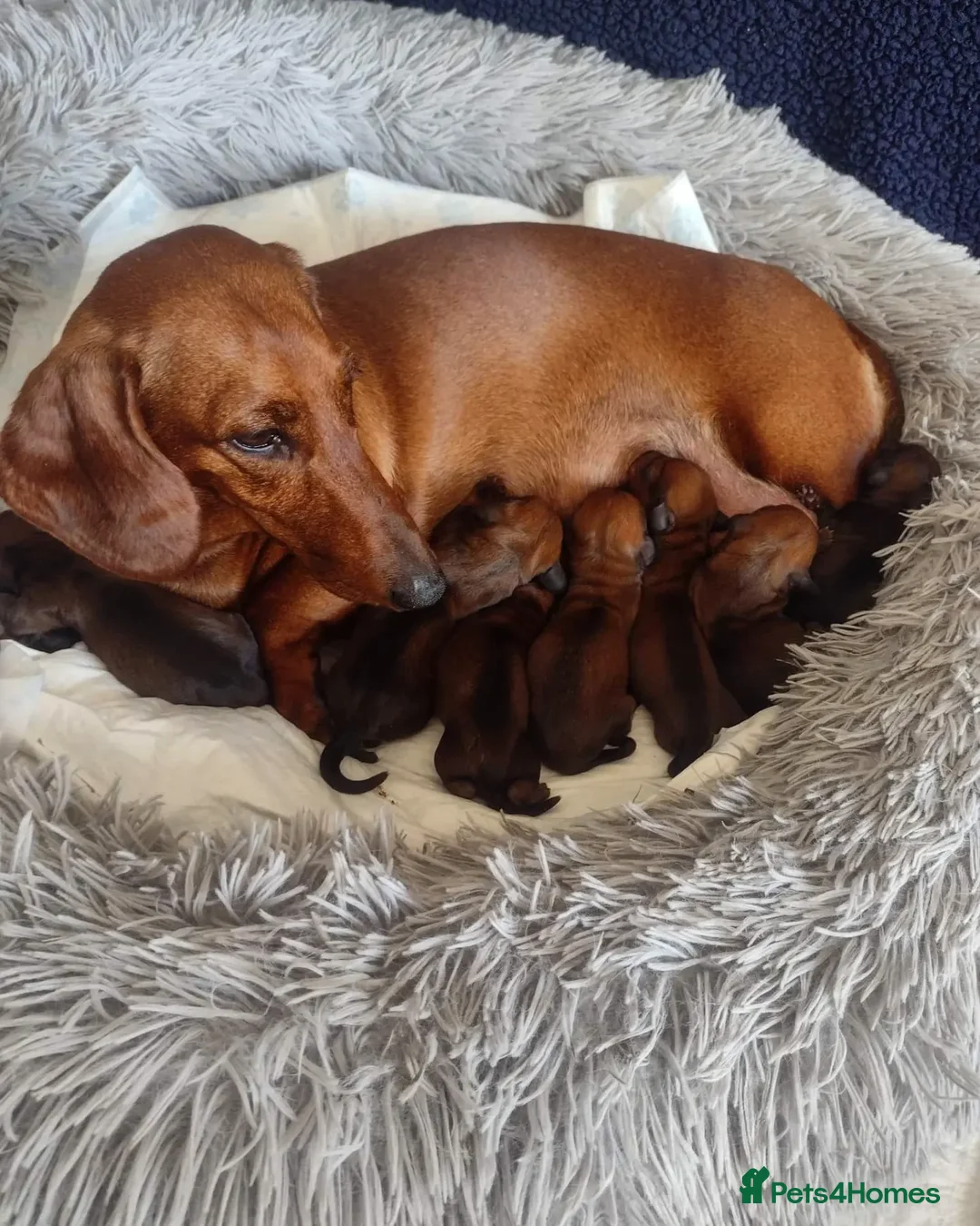 Miniature Dachshund dogs for stud: ** ROGUEROYALES STUD DASH ** PRA Clear in Wolverhampton - Advert 14