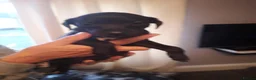 Italian Greyhound dogs for sale: Italian greyhound pups - Advert 5