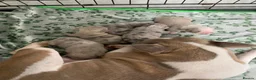 French Bulldog dogs for sale: Stunning French Bulldog puppies  - Advert 1