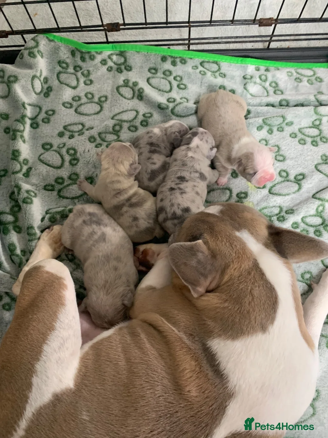 French Bulldog dogs for sale: Stunning French Bulldog puppies  - Advert 1