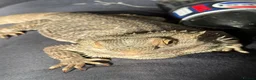 Bearded Dragon reptiles for sale: Bearded dragon  in Birmingham - Advert 5