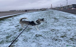 Siberian Husky dogs for sale: Lynxx - Image 4