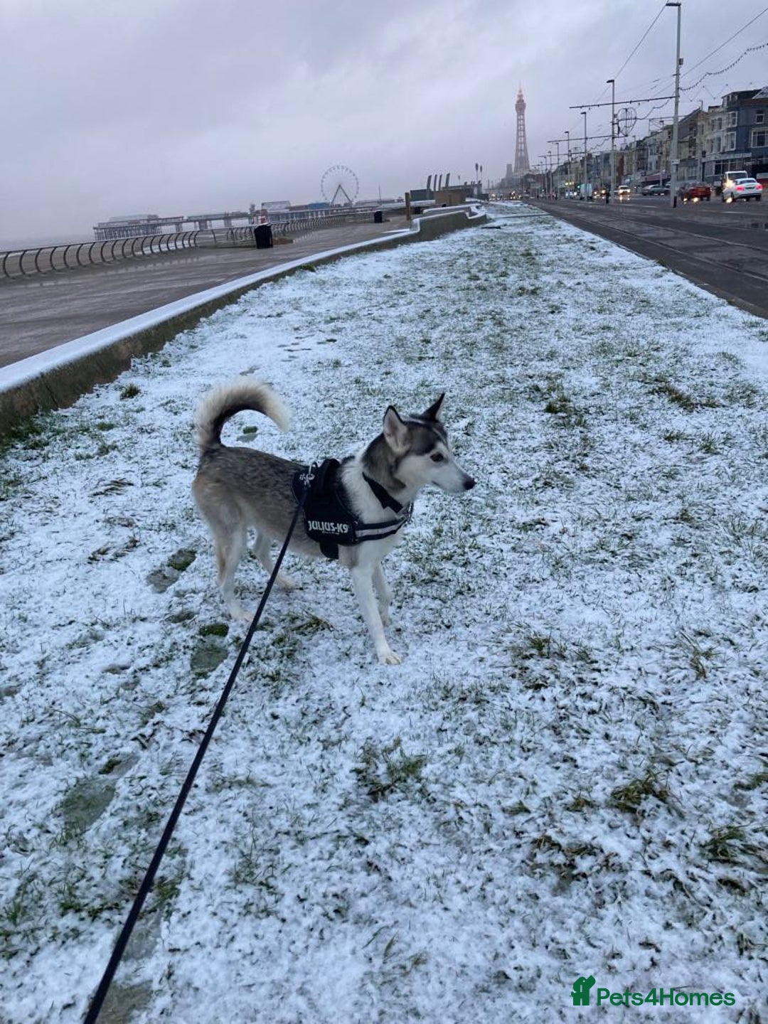 Siberian Husky dogs for sale: Lynxx - Image 4