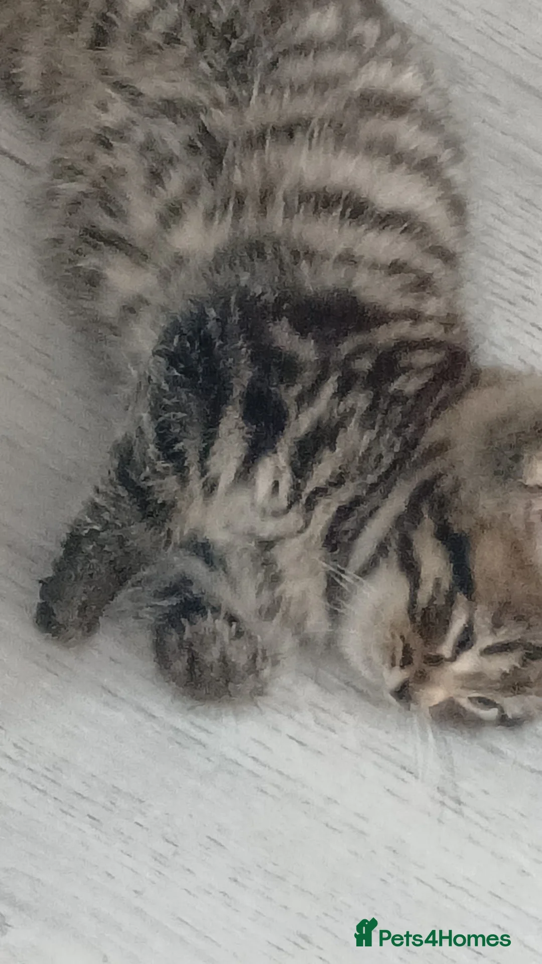 Mixed Breed cats for sale: Stunning male tabby  - Advert 2