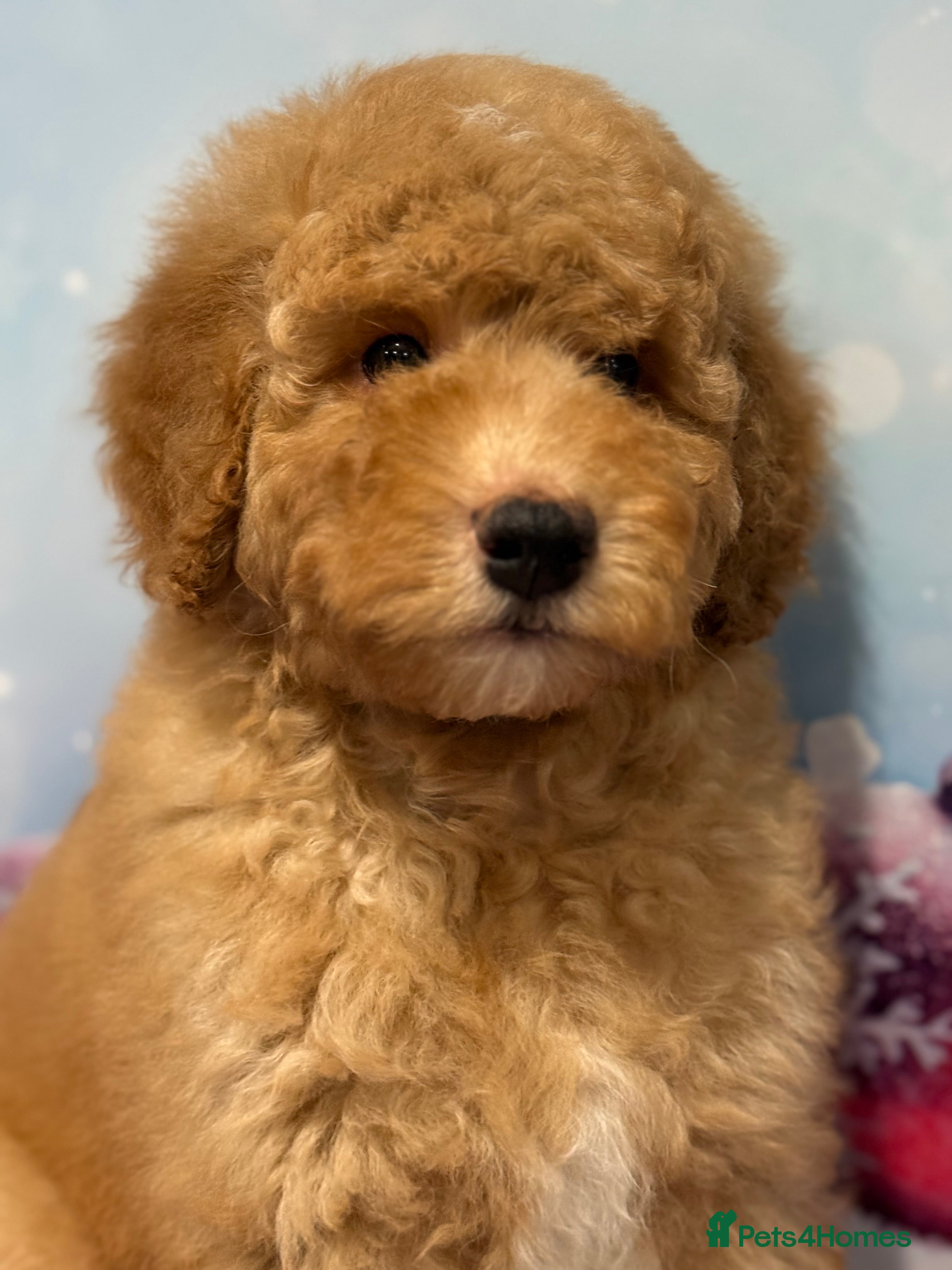 Bernedoodle dogs Ready to go Miniature health tested Bernedoodles - Advert 2